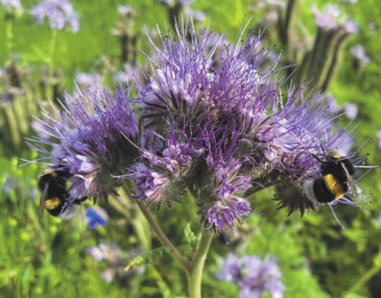 Artikel om Bælums Blå Bio-Blomster