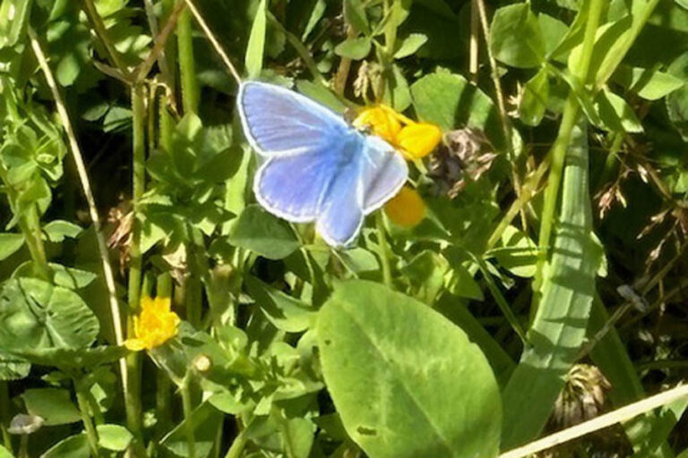 Fra bar lerjord til blomstereng