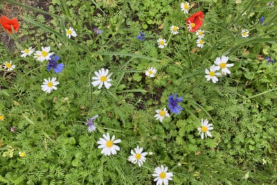 Okseøje, kornblomst og valmue