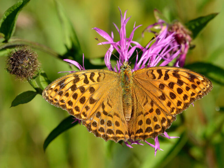 Kejserkåbe på Fjer-knopurt