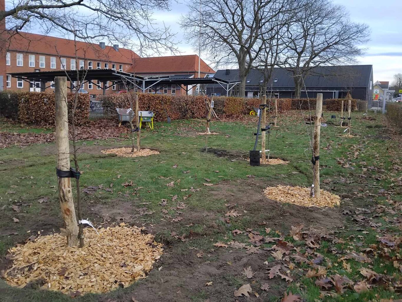 Plantedag i Kirsebærhaven på Østhimmerlands Friskole 23. nov. 20