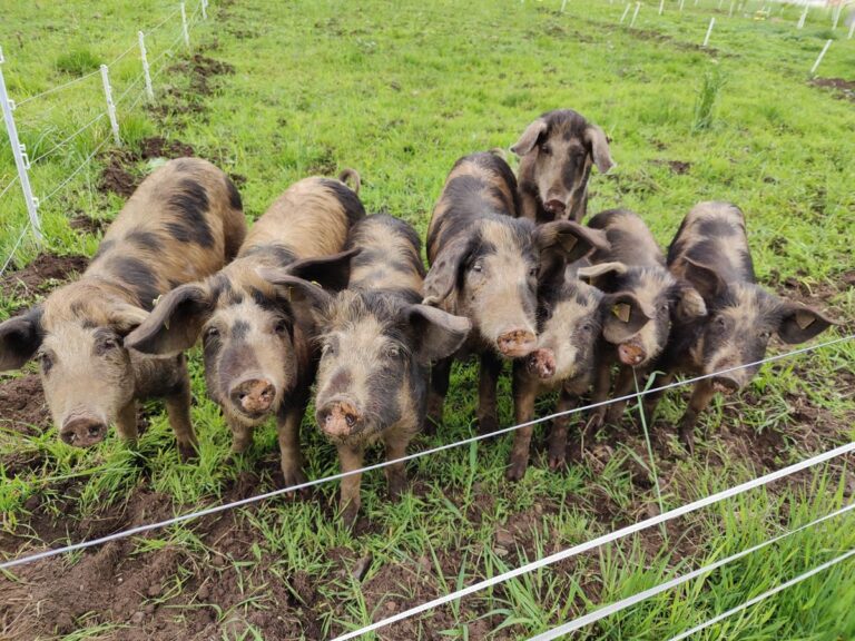 sortbroget dansk landrace