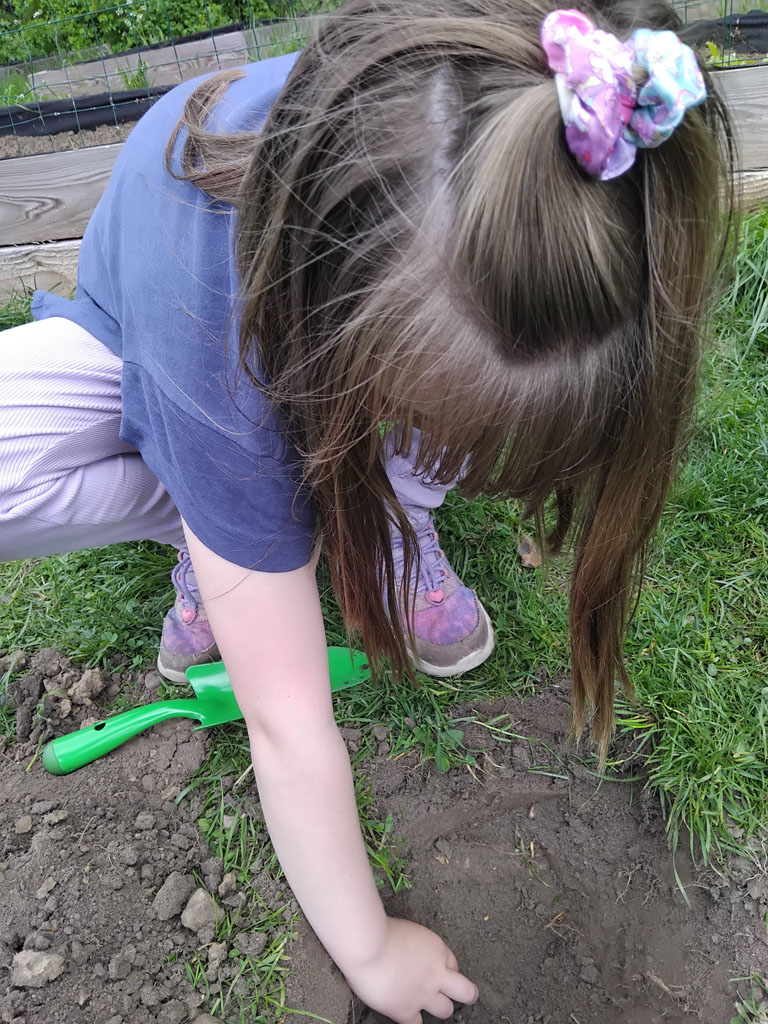 Højbedene luges i Skolehaver ved Karensmindeskolen 2025