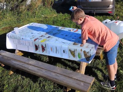 Bestemmelsesdug - insekter