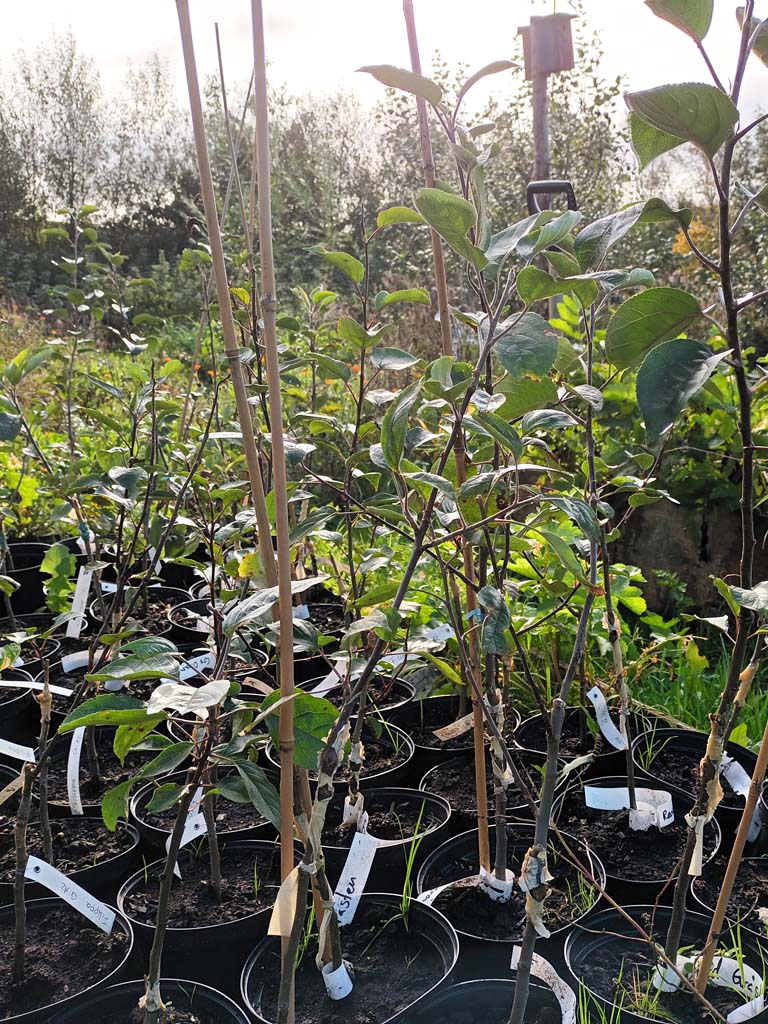 Gode hjemmehørende buske til insekter og fugle