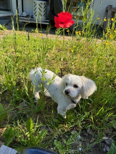 Valmue og hund
